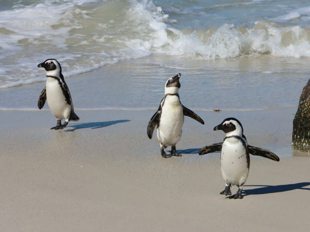 Cape penguins on a beach in south africa