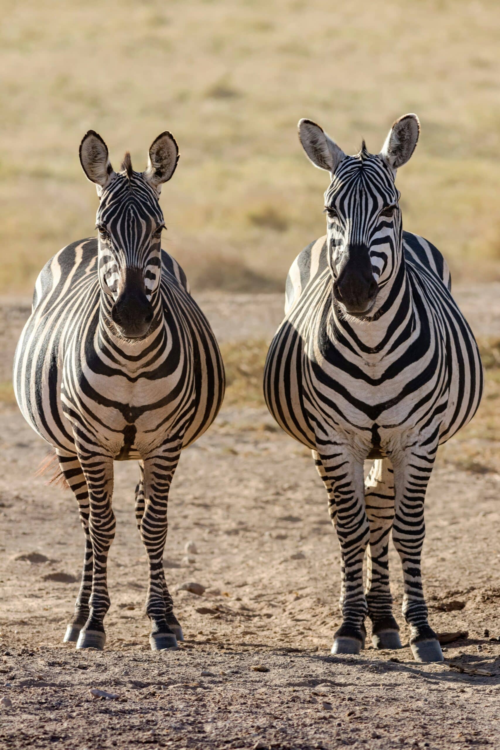 zebras in amboseli national park-kenya-travel with la french
