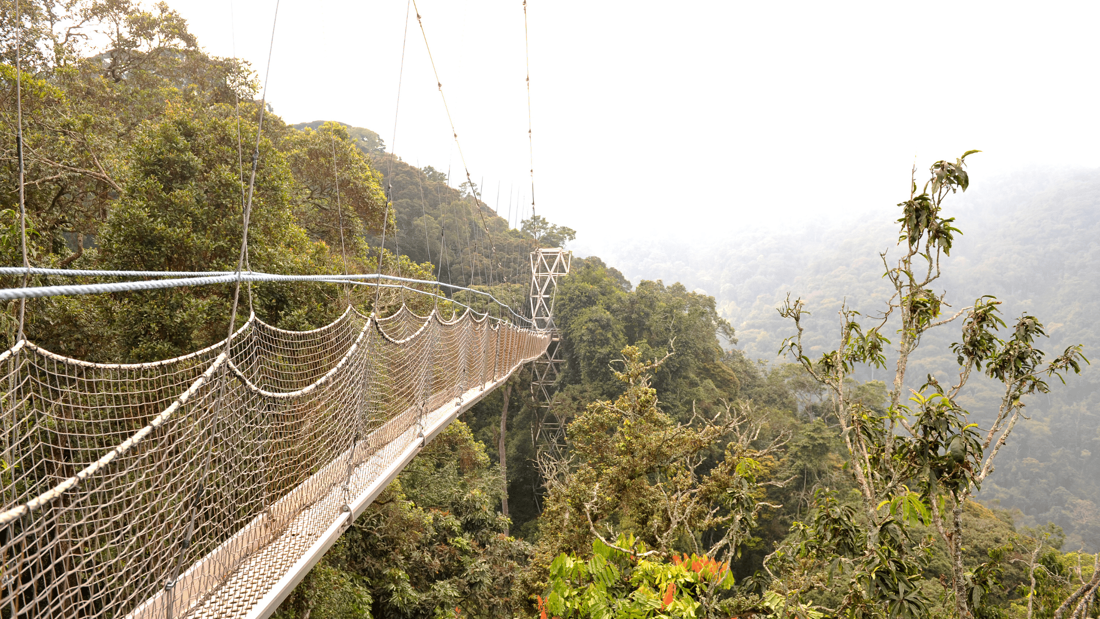 Nyungwe forest in Rwanda