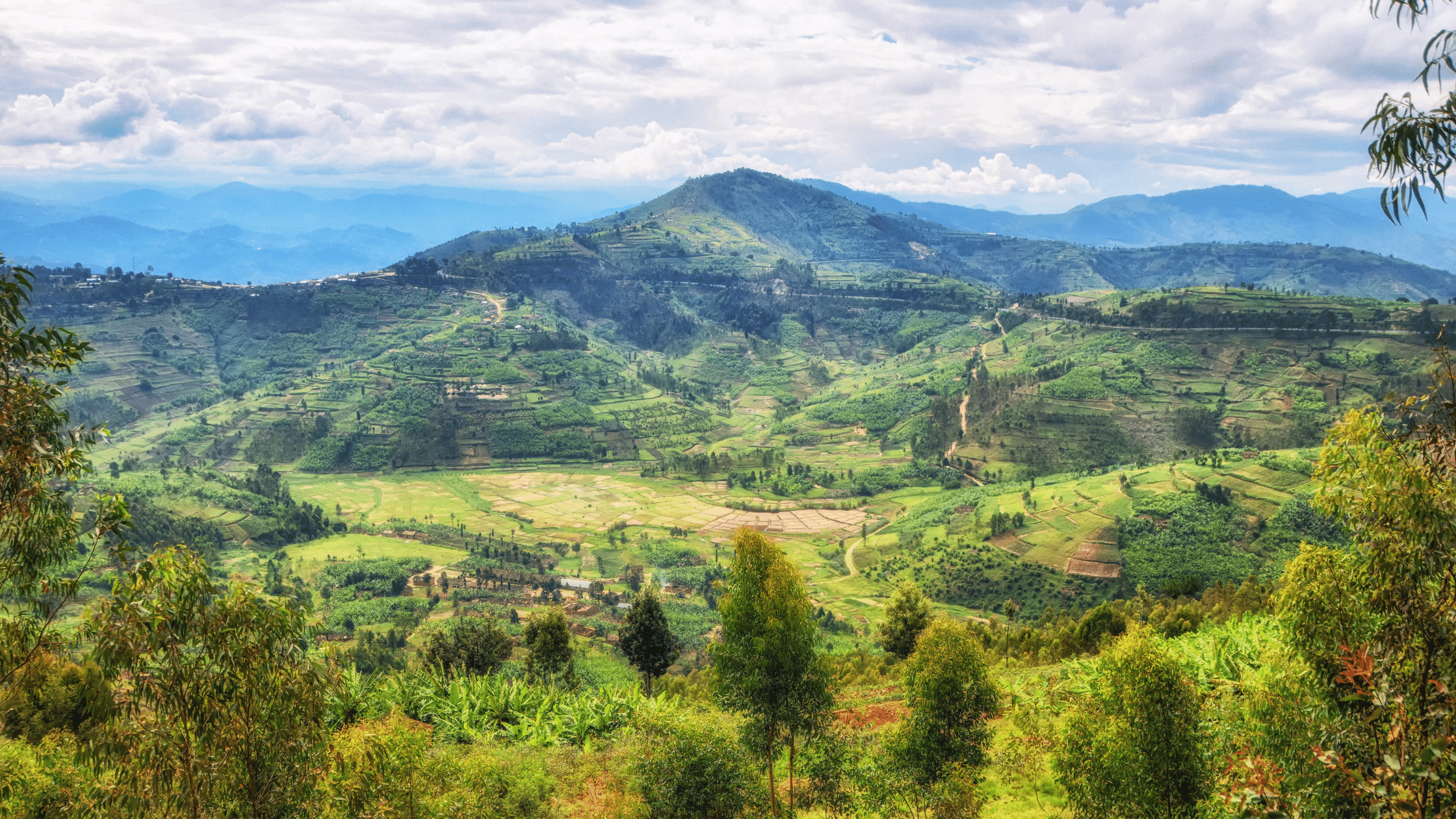 Nyungwe forest in Rwanda