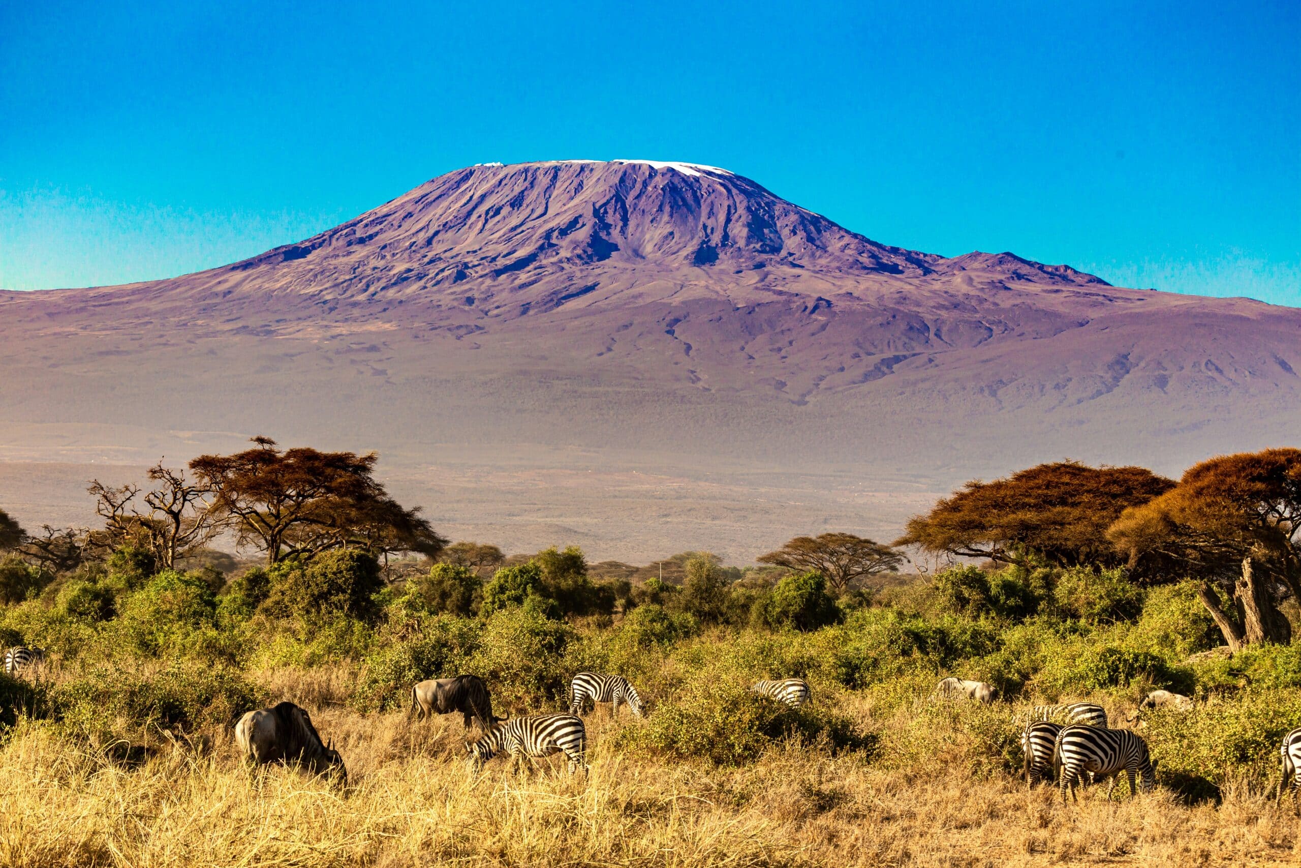 zebras in front of kilimandjaro mountain in amboseli national park-kenya-travel with la french
