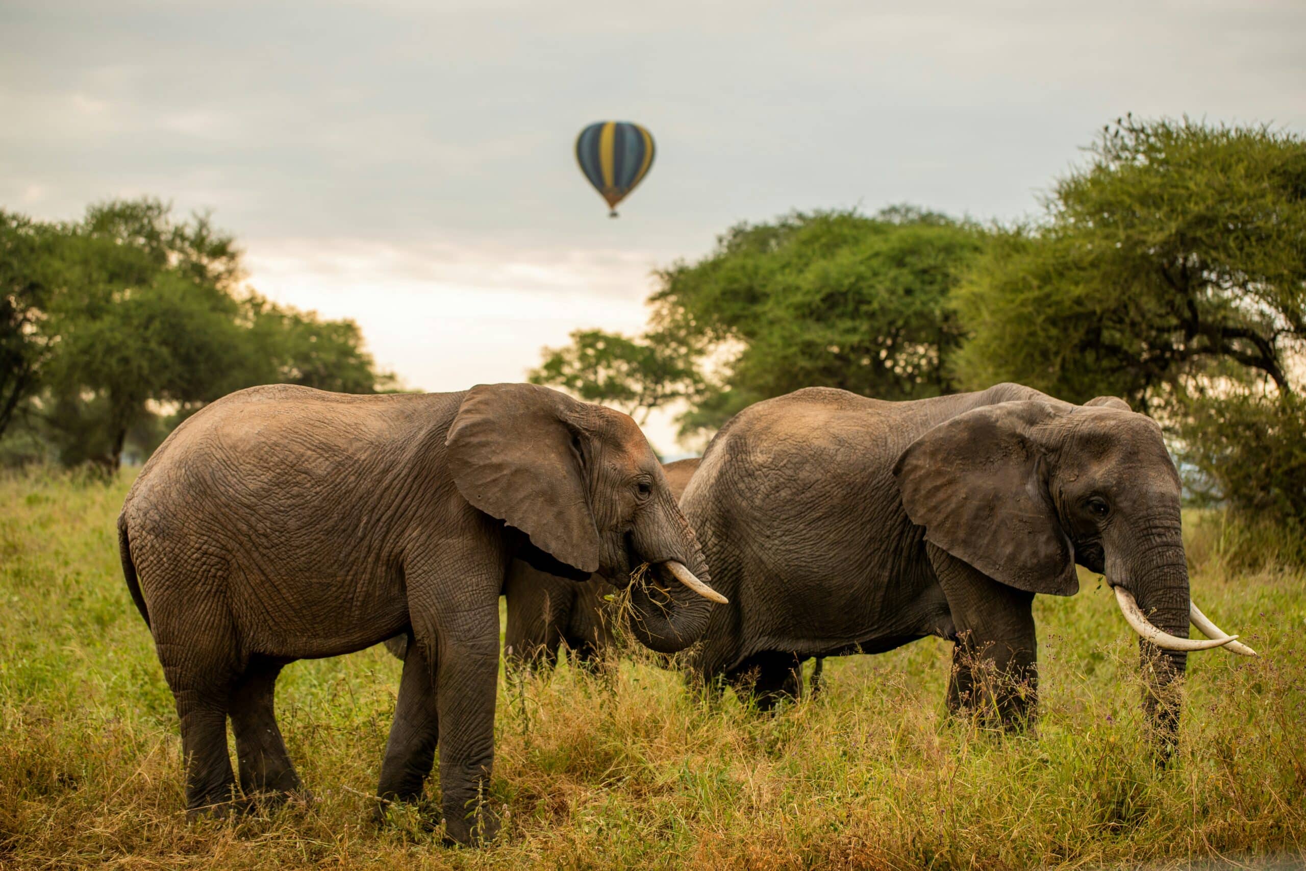 elephants intarangire national park-tanzania-travel with la french