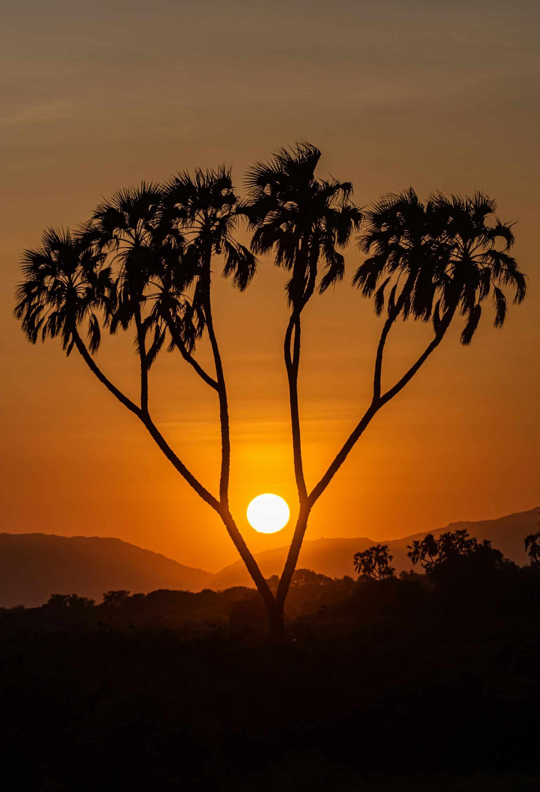 sunset behind a tree at meru national park-kenya-travel with la french