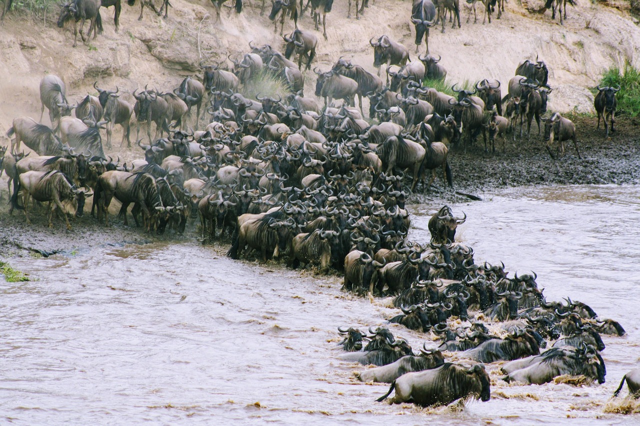 great migration-explore-kenya-travel with la french