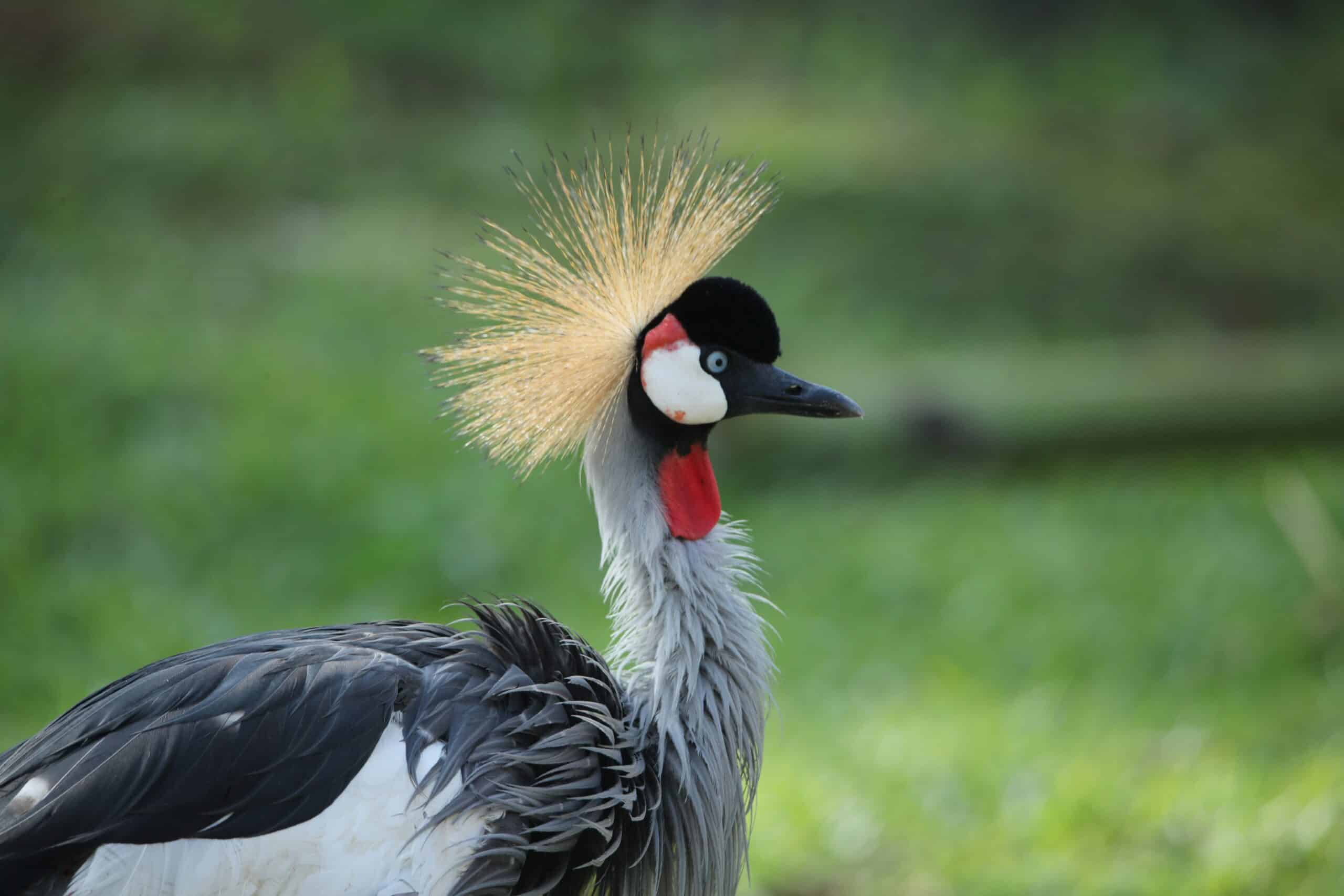 clinton-mwebaze-uNgOSjqGveI-unsplash