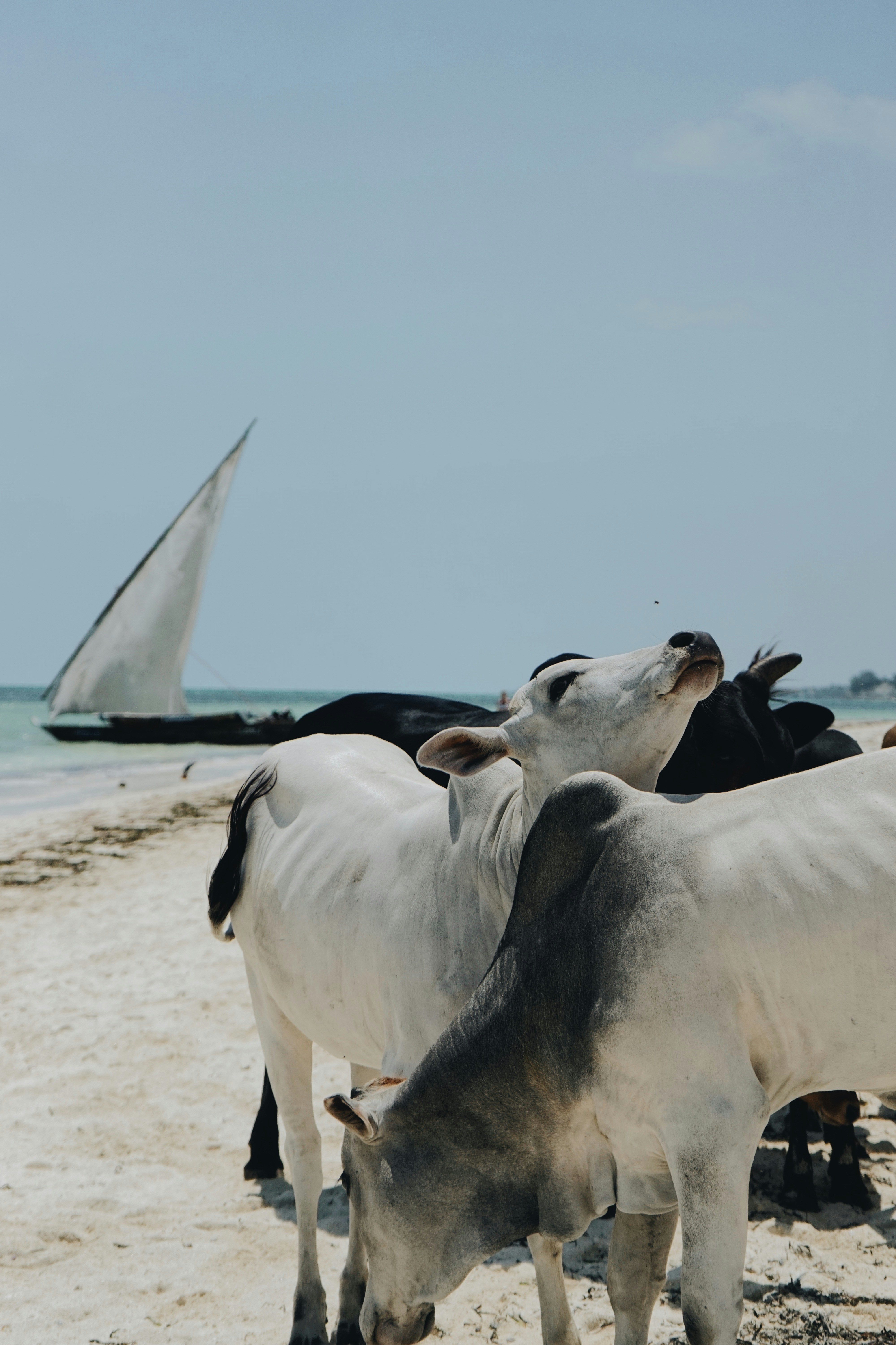 voyage Zanzibar plage sable blanc