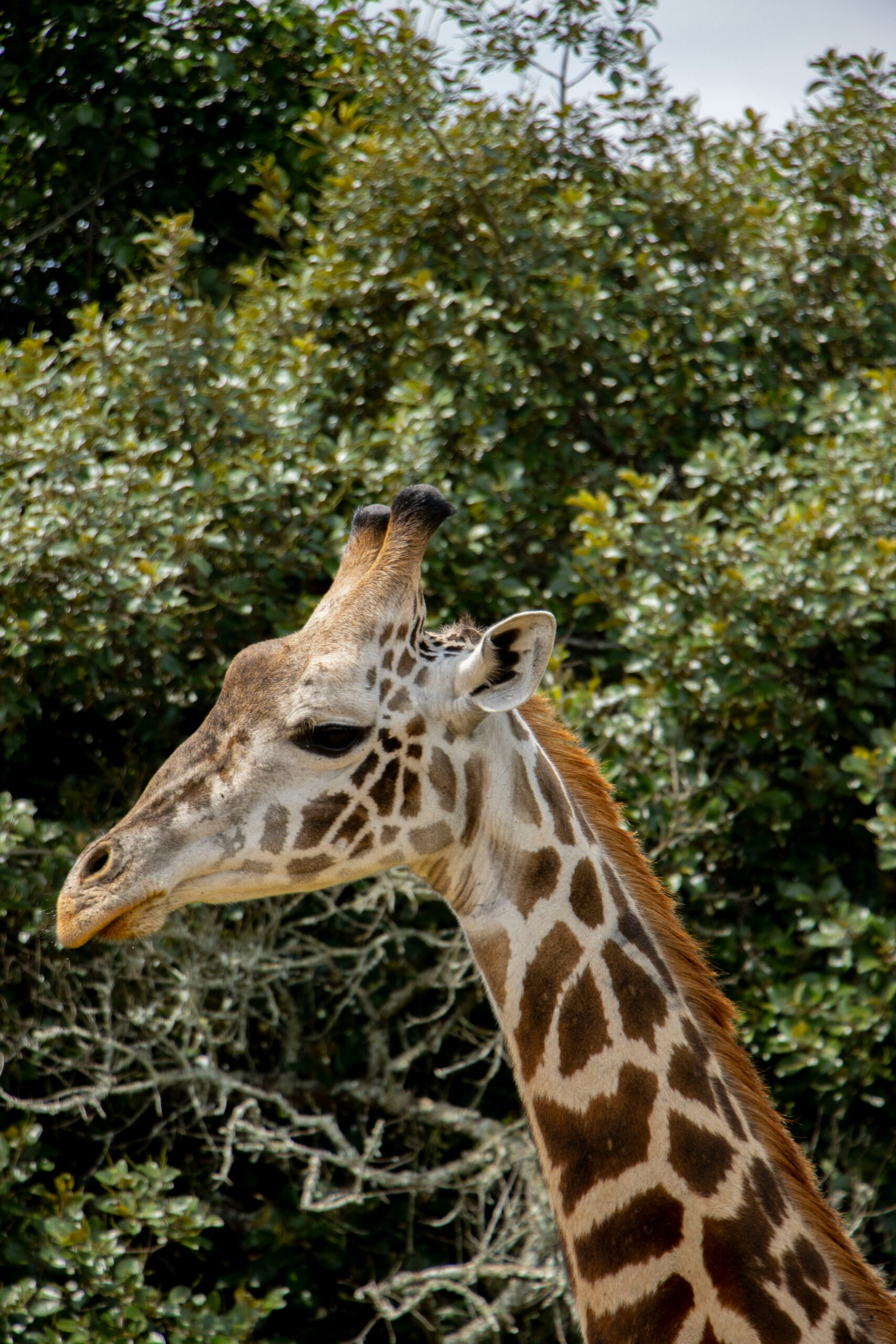 tamrat-touloumon-KQz7qIB8_gA-unsplash